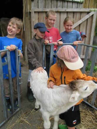 Kinder beim Kälbertränken