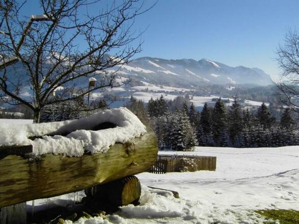 Sonnenköpfe mit Rubihorn