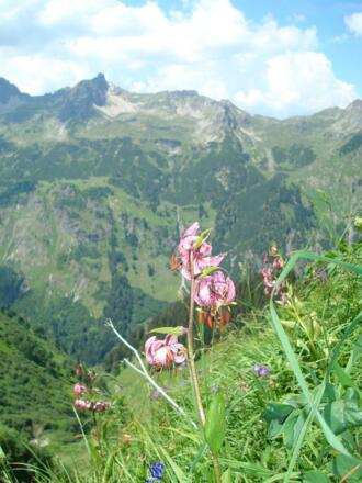Bergblumen
