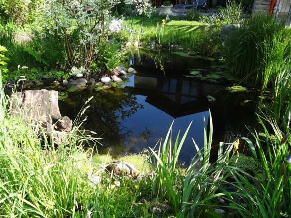 Teich für unsere Enten