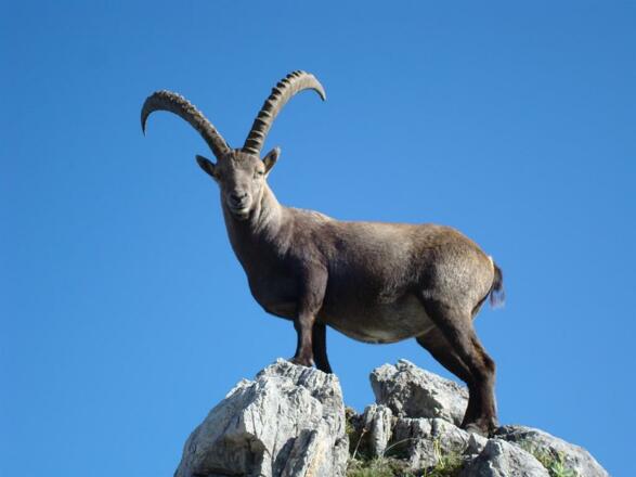 Mindelheimer Klettersteig 2009 019