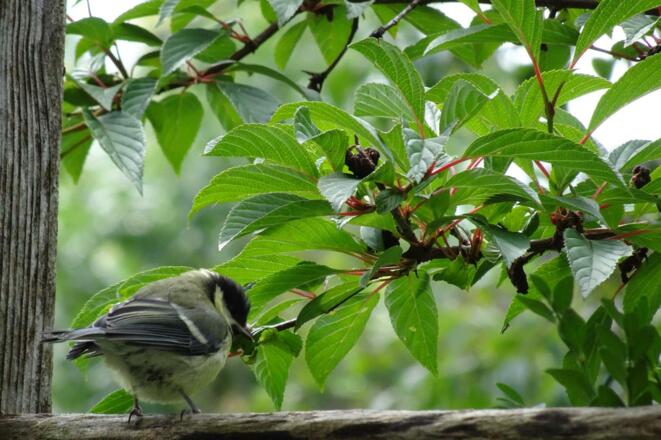 Vogel beim Frühstück