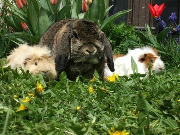 lotteundmeerschweine