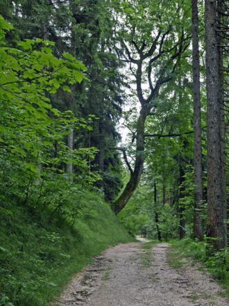 Auf dem Weg nach Loipl