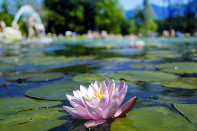 Naturbad Aschauerweiher Bischofswiesen
