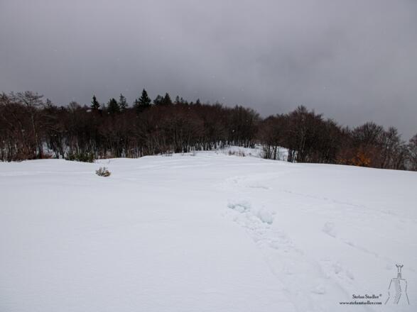 Dann kommt eine weite Waldschneise...