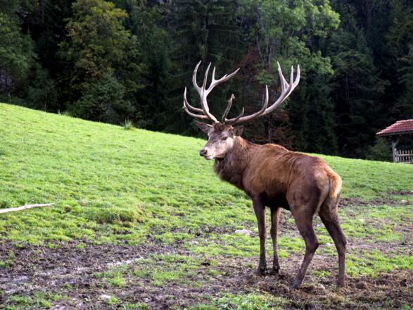 Wildgehege 720m unter&#039;m Kl.Barmstein