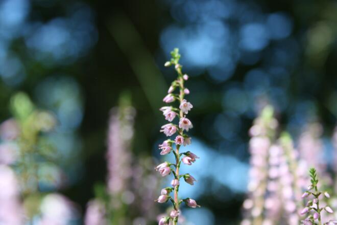 Flora am Weg zur Ruine Thürndl