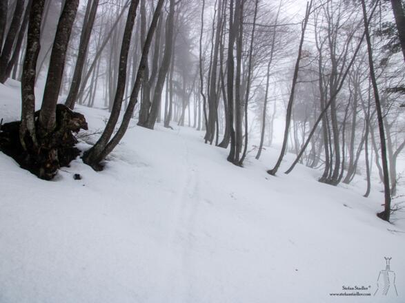 Mit jedem Meter wird der Buchenwald lichter.