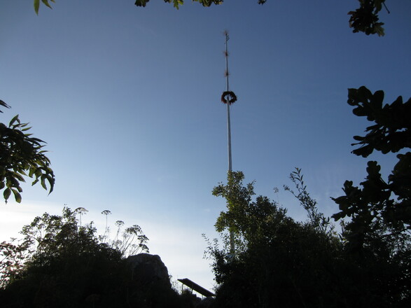 Maibaum am Gipfel des Kleinen Barmstein