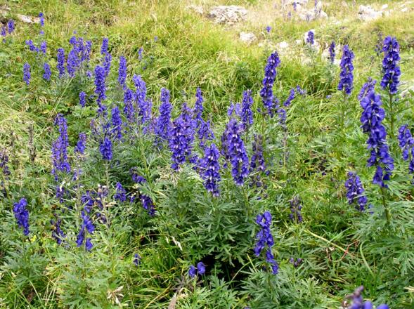 Eisenhut am Weg zum Rauheck 1891m