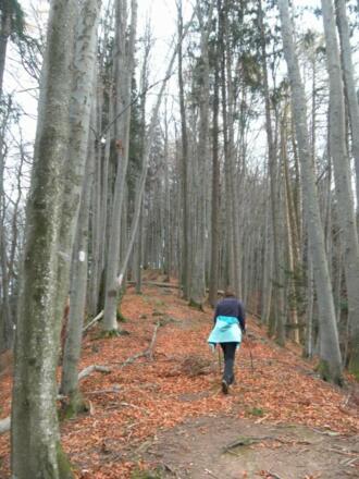 Nordwestrücken (Hundskragen)