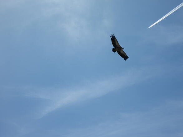oft sind die Geier aus dem Zoo Salzburg zu Besuch am Untersberg