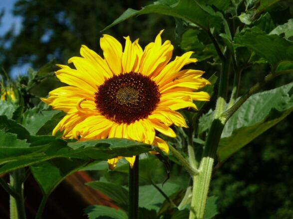 Wir lieben Sonnenblumen