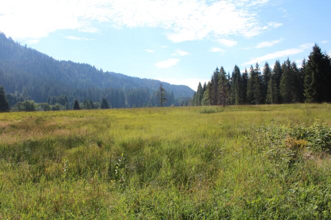Tour durch Moor- und Streuwiesen in Balderschwang
