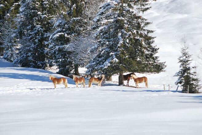Reiten im Tal auf Haflinger möglich