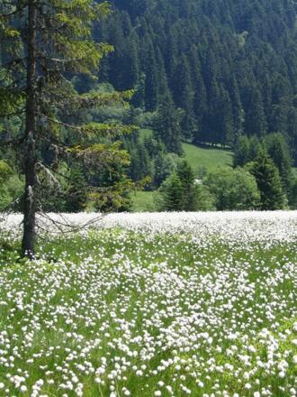weisser Teppich von Knäulwollgras