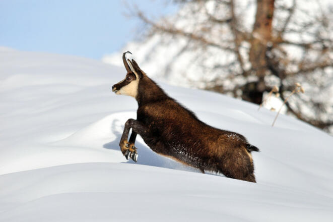 Gämse - Störempfindliche Art im Wald-Wild-Schongebiet