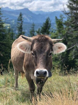 Allgäuer Kuh