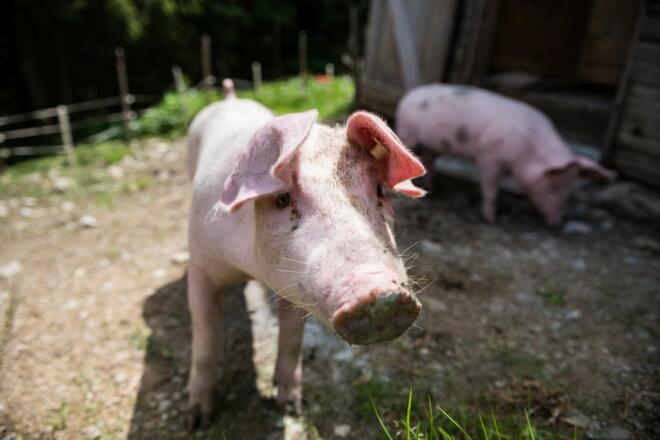 Auch die Schweine fühlen sich auf der Alpe Bolgen wohl