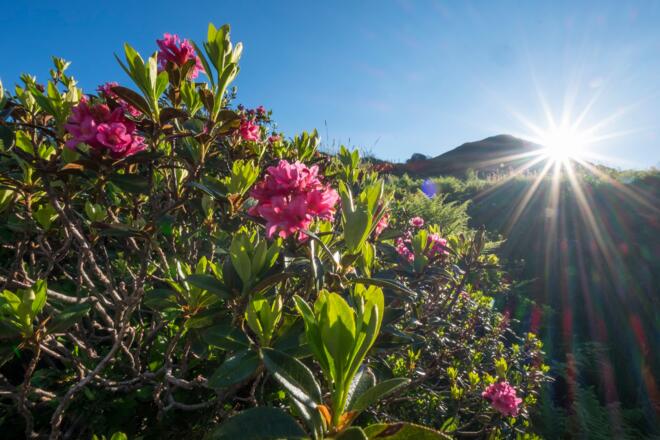Alpenrosenblüte am Riedberger Horn