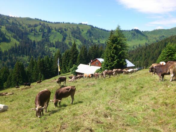 Allgäuer Alpwirtschaft