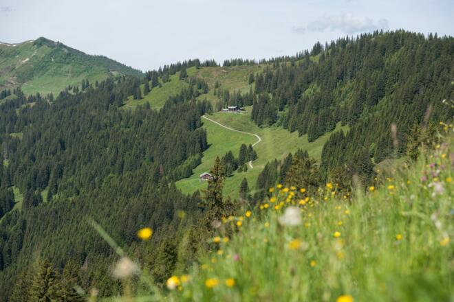 Vorbei an der Alpe Hinteregg zum Berghaus Schwaben in Bolsterlang im Allgäu