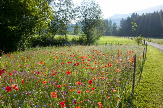Streublumenwiese beim Kurpark