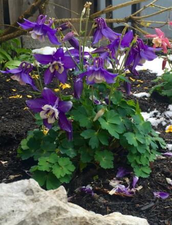 Impressionen aus unserem Garten