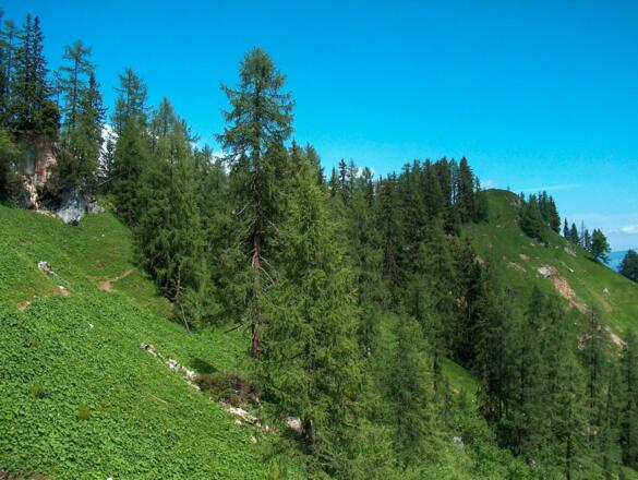 Steig zwischen Wasseralm und Halsköpfl