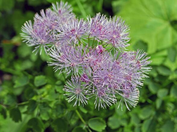 Kugelblume (Globularia)