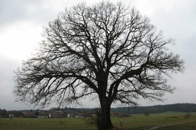 Geburtseiche bei Kalteck