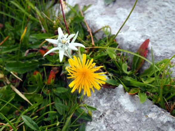 Edelweiß am Lafeldkopf 2074m