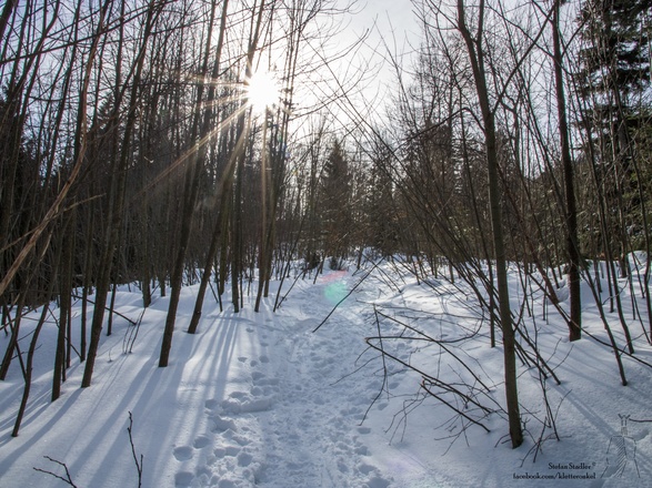...weiter durch dichten Buchenwald aufwärts
