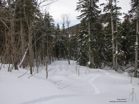 die letzten Schwünge vor der Forststraße im lichten Wald