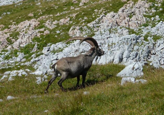 wir sind im seinen Revier