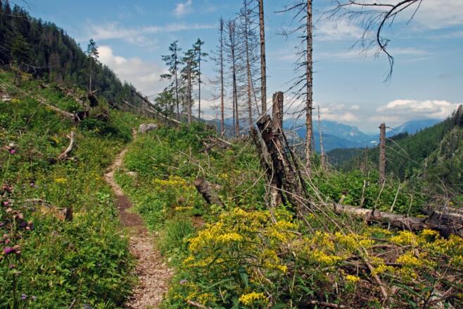 Auf dem Unteren Hirschenlauf