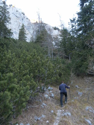 Latschengassen zu den Geröllfeldern