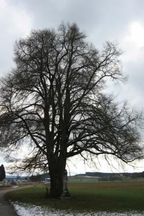 Friedenslinde Halfing