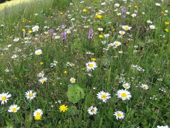 Blühende Bergwiesen