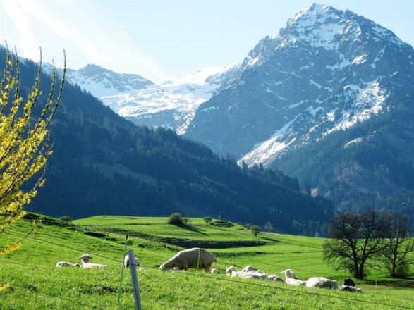 Frühling in Oberthalhofen