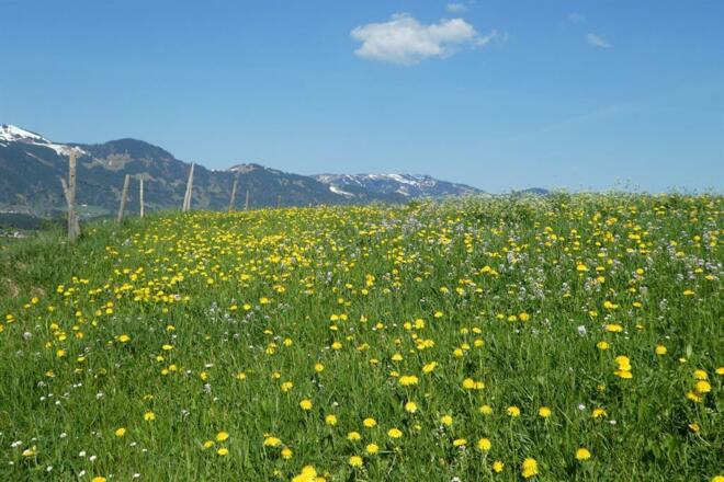 Blühende Wiese und Berge