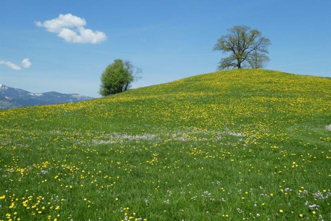 Blumenwiese im Frühjahr