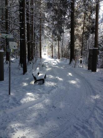 Winter im Wald von Fischen