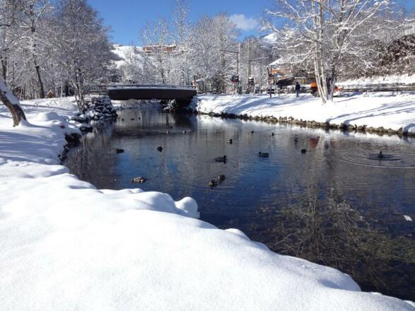 Enten auf der Iller im Winter