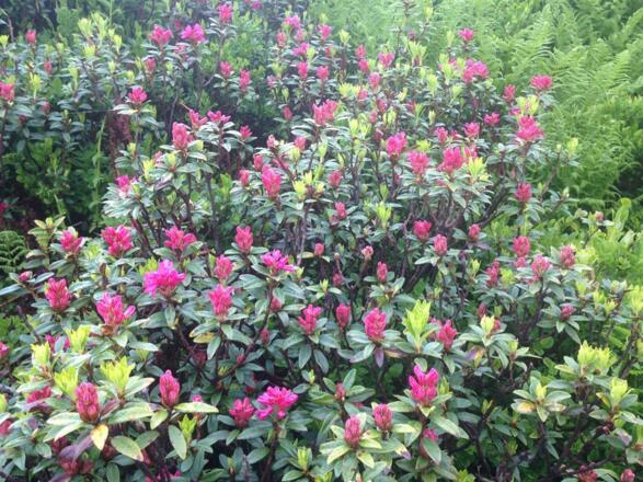 Alpenrosenblüte am Riedbergerhorn