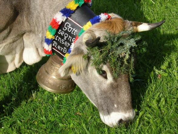 Viehscheid Kuh mit Glocke