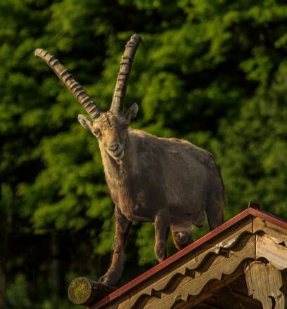 Alpensteinbock