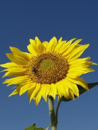 Sonnenblume