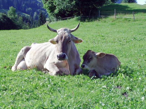 Mutterkuh mit Kalb auf der Wiese